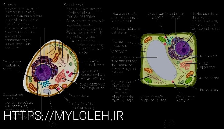 What do animals eatanimal diets