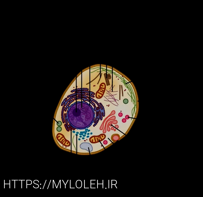 What do animals eatanimal diets