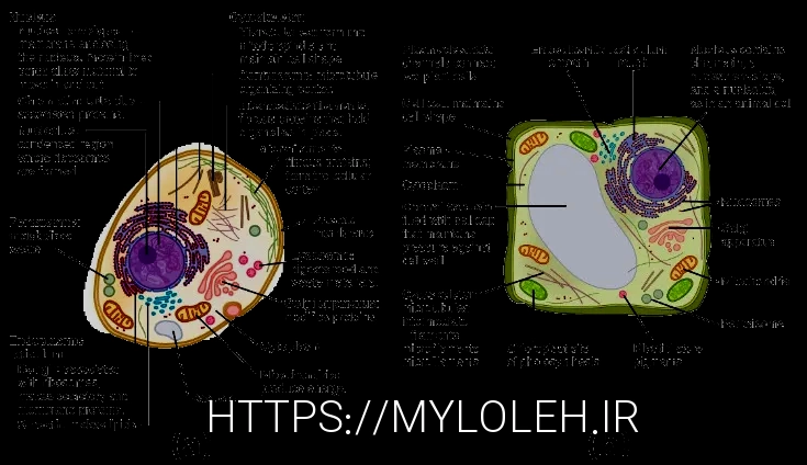 What do animals eatanimal diets